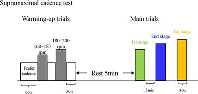 The relationship between pedal force application technique and the ability to perform supramaximal pedaling cadences